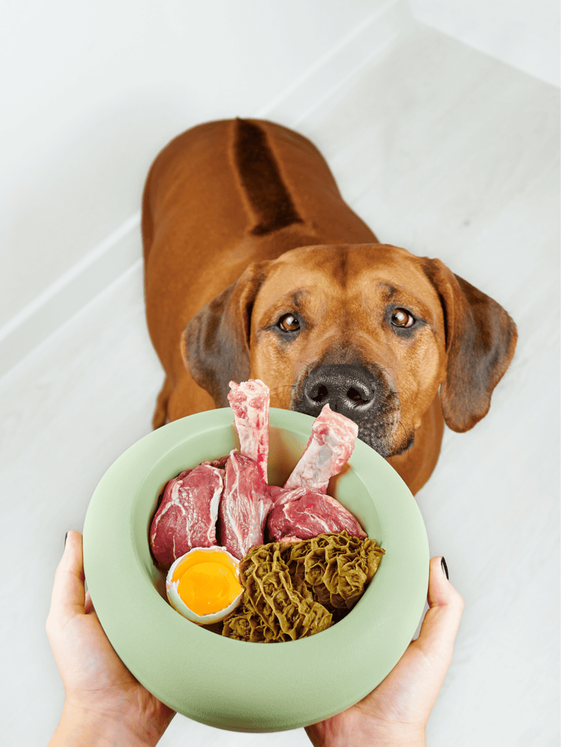 Dog with a plate of raw meat and eggs for a nutritious meal.