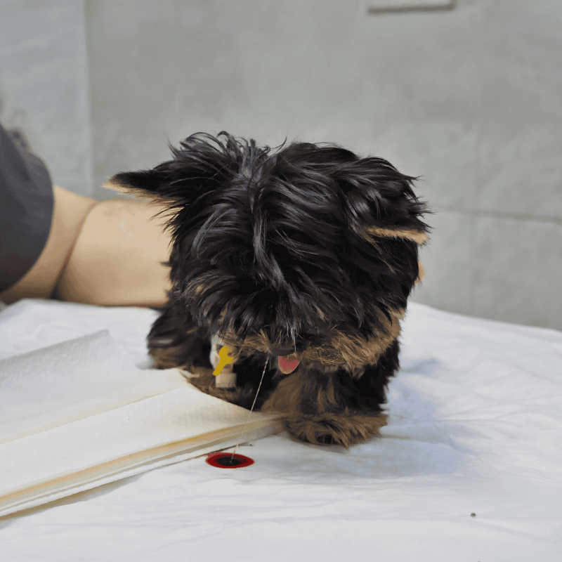 Dog therapy dog with a medical alert tag in a clinical setting for health therapy.
