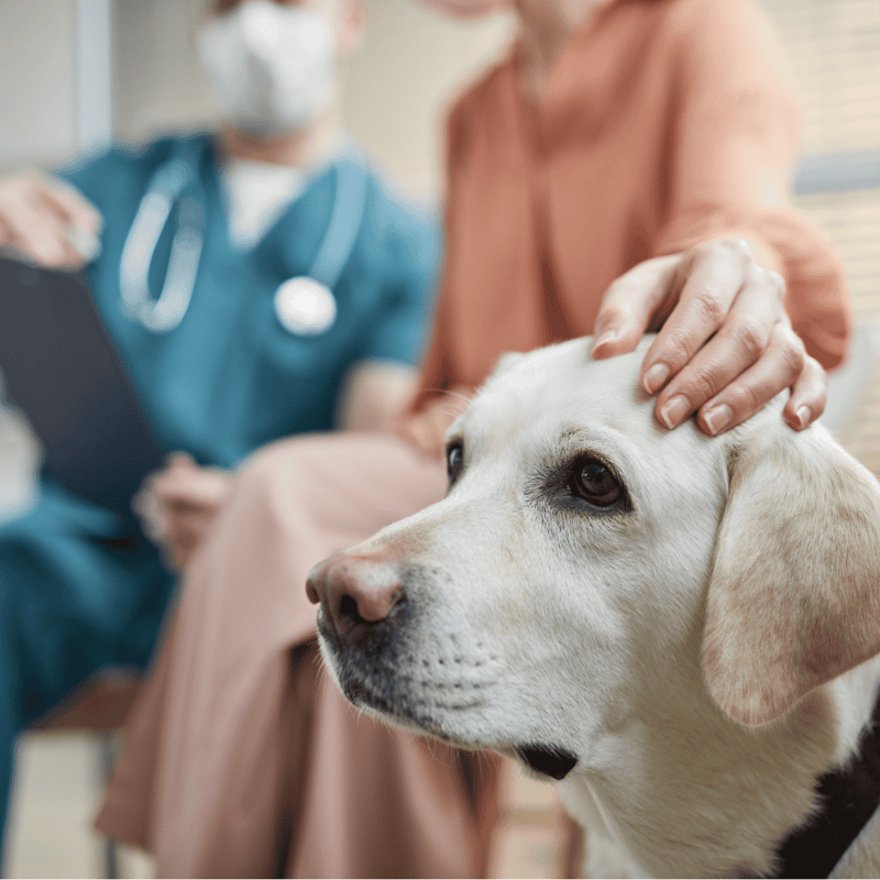 Close-up of a caring veterinarian petting a Labrador retriever dog at a pet clinic.