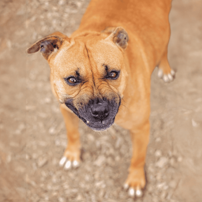 Dog care services for healthy and happy dogs — expert grooming and veterinary care at Dogfix.com.