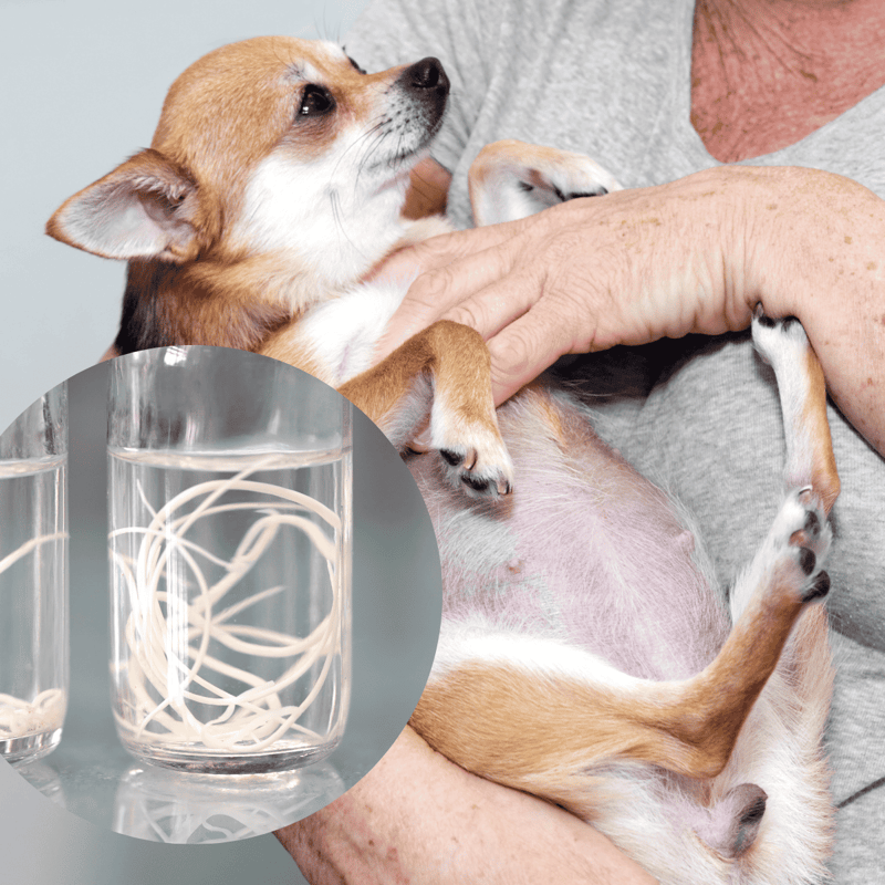 Dog lying on a person's lap, with a glass containing a tracing paper pattern, emphasizing pet health and wellness tracking.