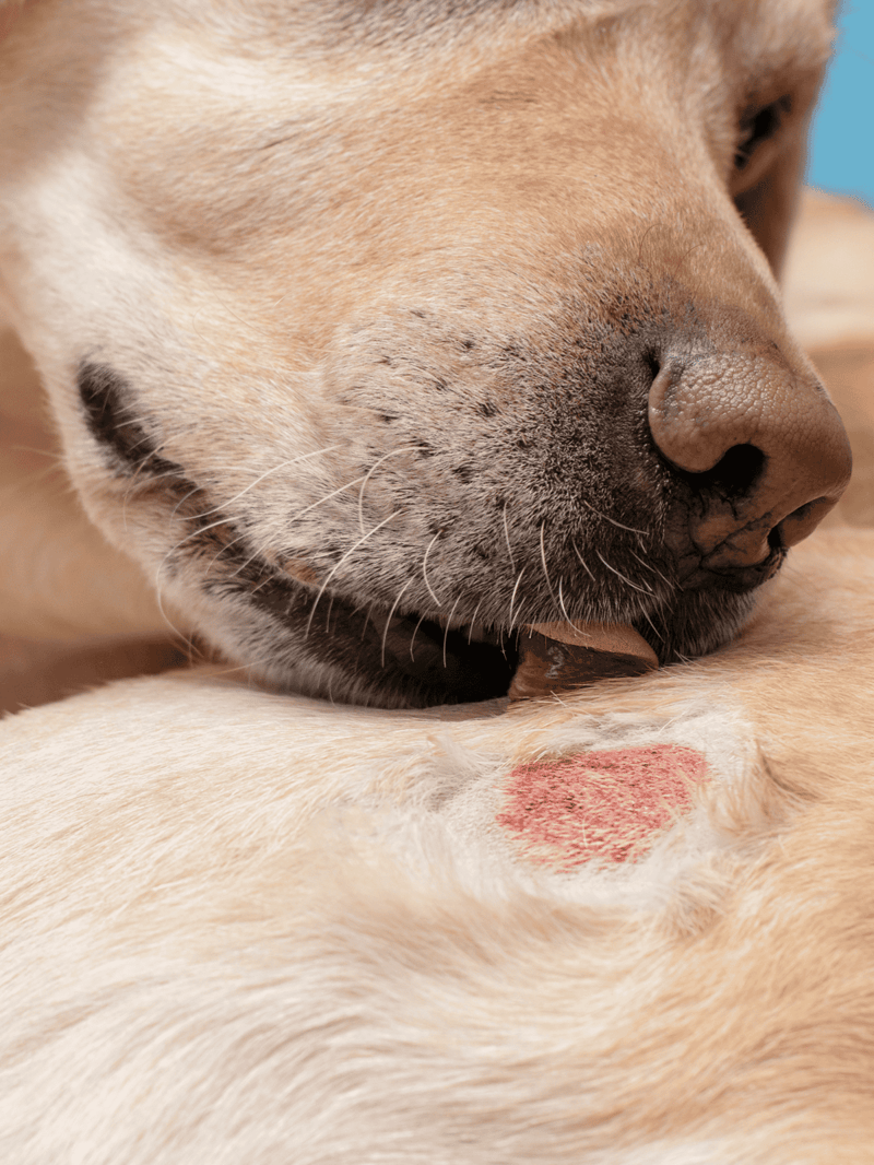 Close-up of a dog’s nose and skin with a recent wound, emphasizing pet health.