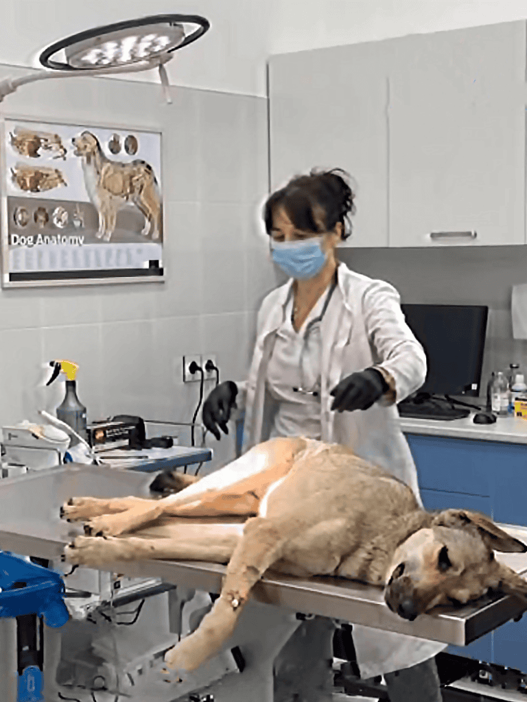 Veterinary anesthetic procedure for dogs at a pet clinic.