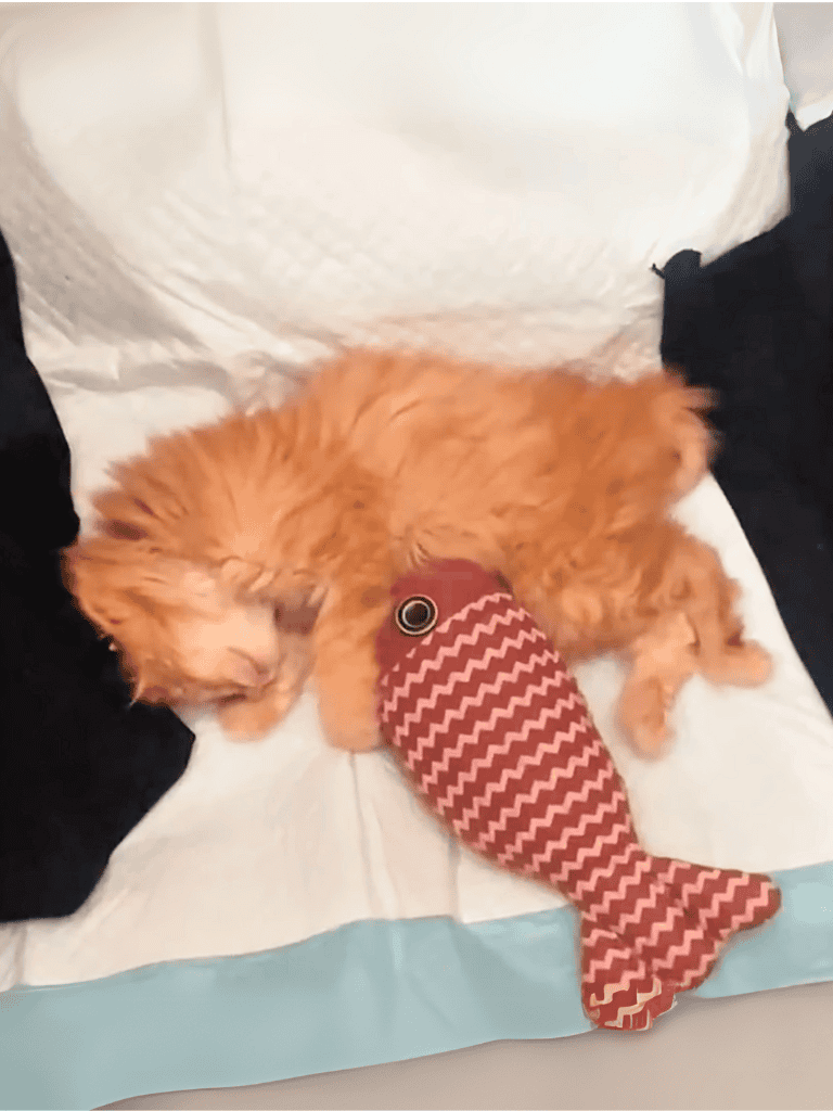 Adorable puppy sleeping with fish-shaped plush toy for dogs. Comfort and fun in one adorable pet accessory.