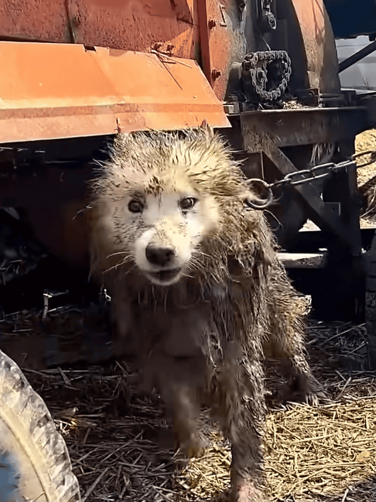 Close-up of a muddy, wet husky dog rescued from mud and dirt.