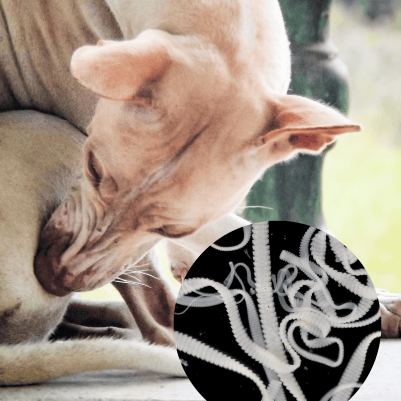 Close-up of a cat wearing a flea collar.