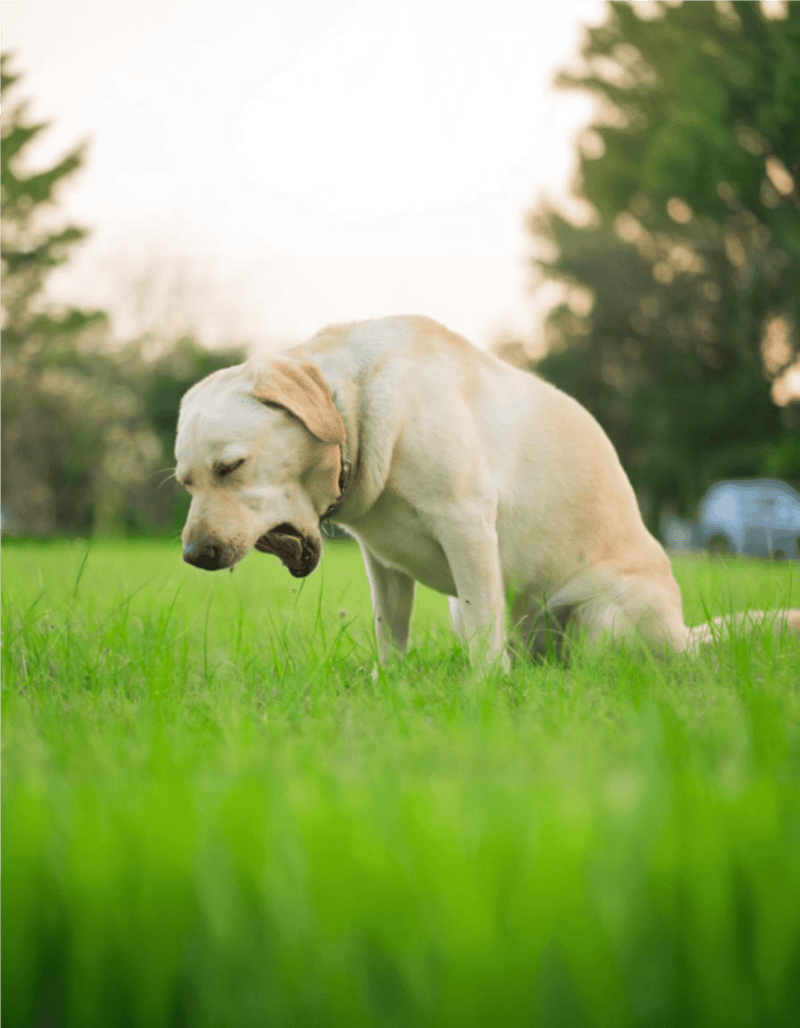 Labrador Retriever in a lush green field, enjoying the outdoors, perfect for dog care and outdoor activity themes.