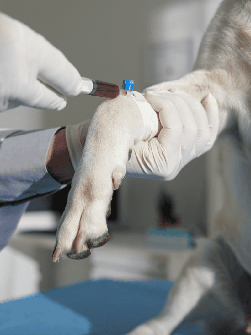 Alt text: Veterinarian drawing blood from a dog's paw for health testing.