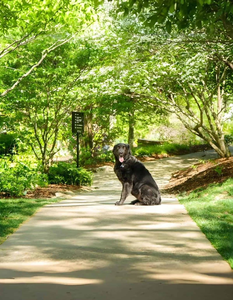 Dog relaxing on nature trail surrounded by trees and greenery, promoting dog health and outdoor enjoyment.