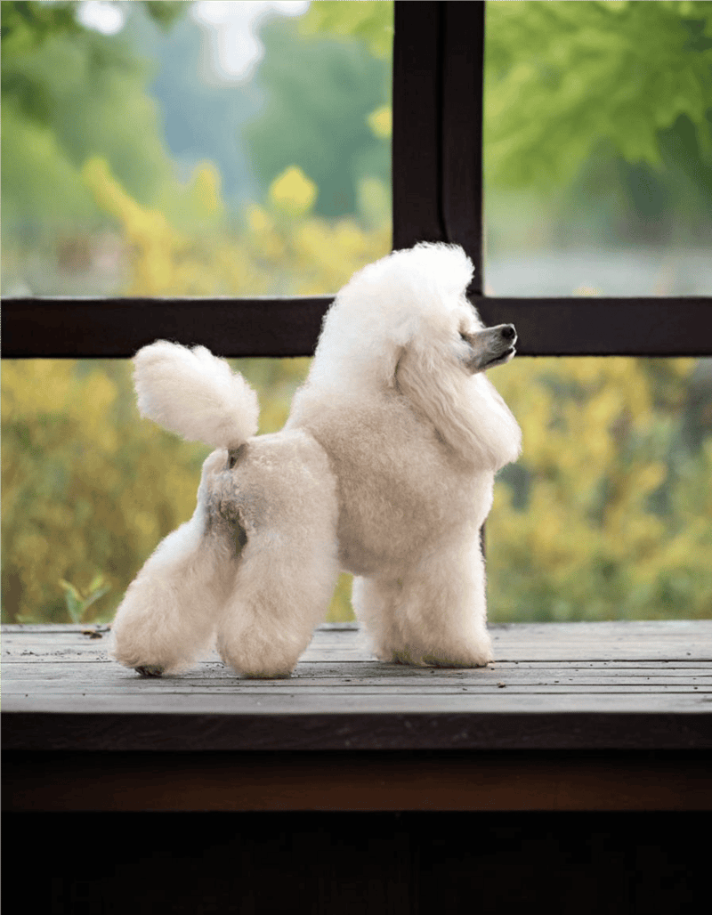 Adorable white Poodle puppy gazing outside by a window.
