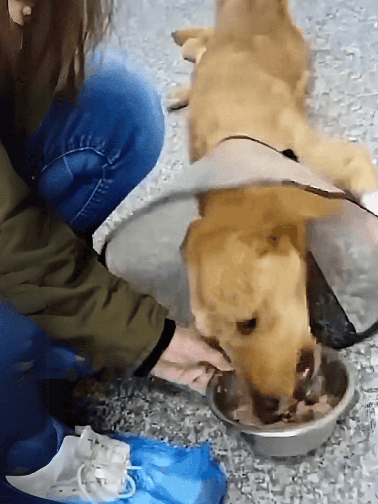 Dog rescue feeding a golden retriever puppy with food bowl outside.