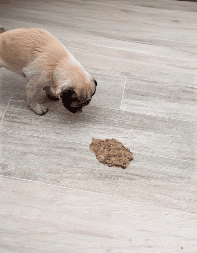 Adorable puppy inspecting dog feces on wooden floor.