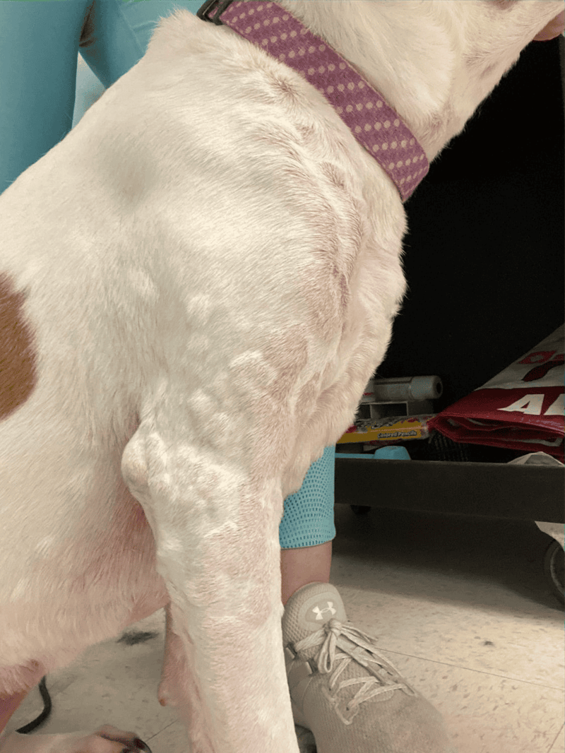 Close-up of a white dog with fur patches, sitting calmly during a veterinary checkup.