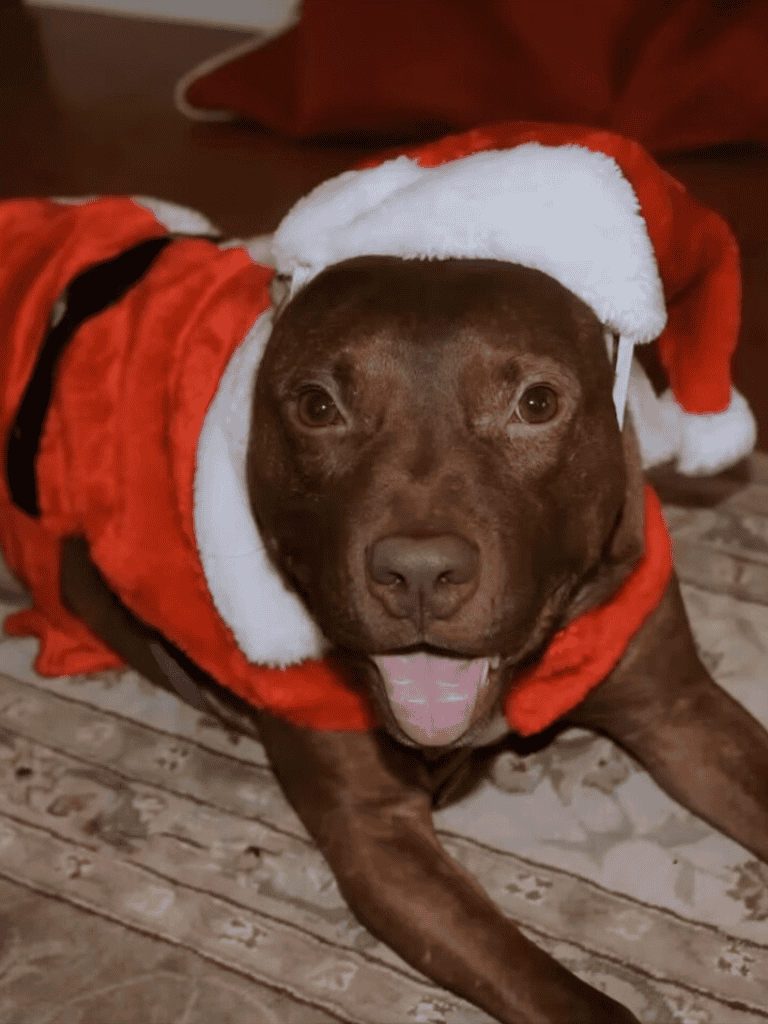 Adorable brown dog wearing a festive Santa costume with a hat, celebrating Christmas cheer.