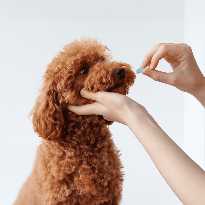 Alt: Person administering medication to a cute, curly-haired dog for health care support.