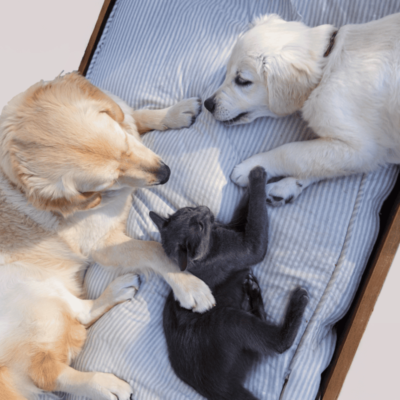 Cute dog and kittens cuddling on bed, dog grooming, pet socialization, animal care essentials.