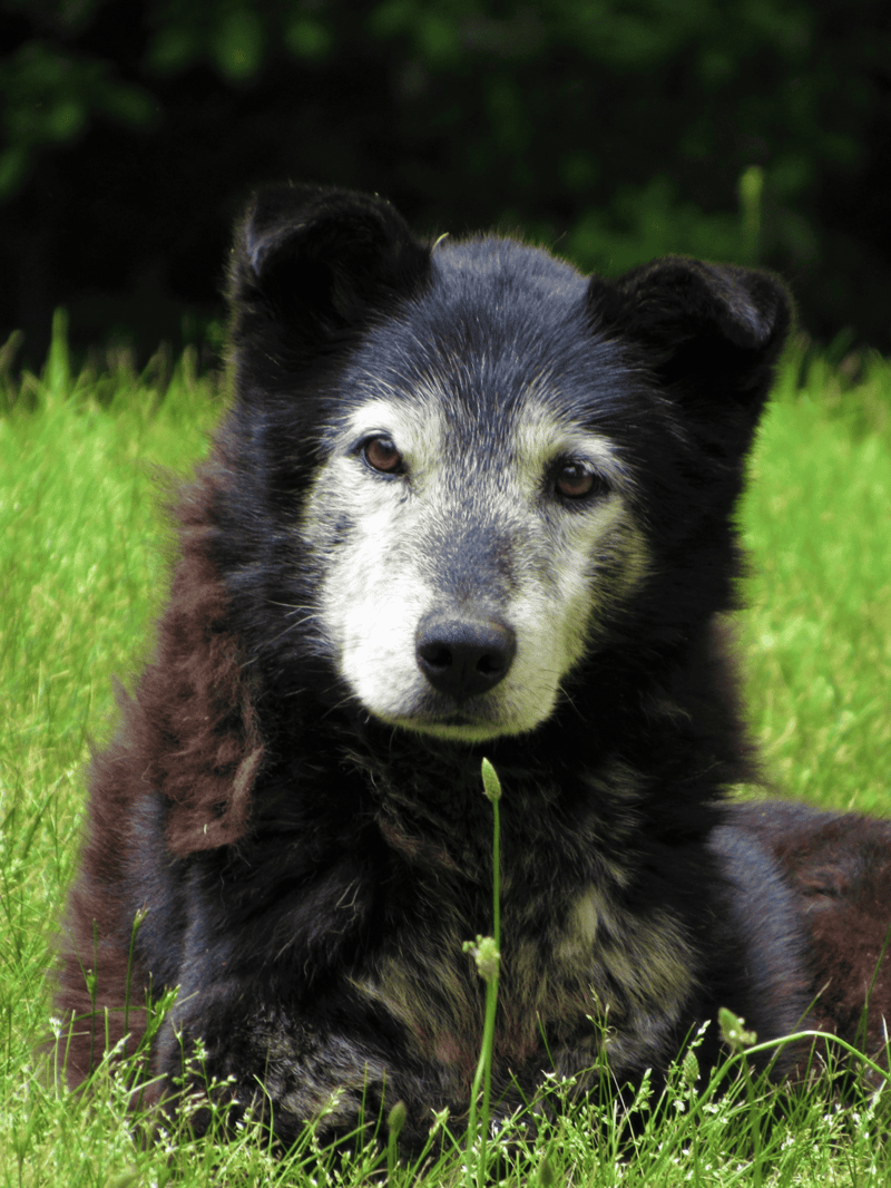 Adorable dog resting on grass in a scenic outdoor setting.
