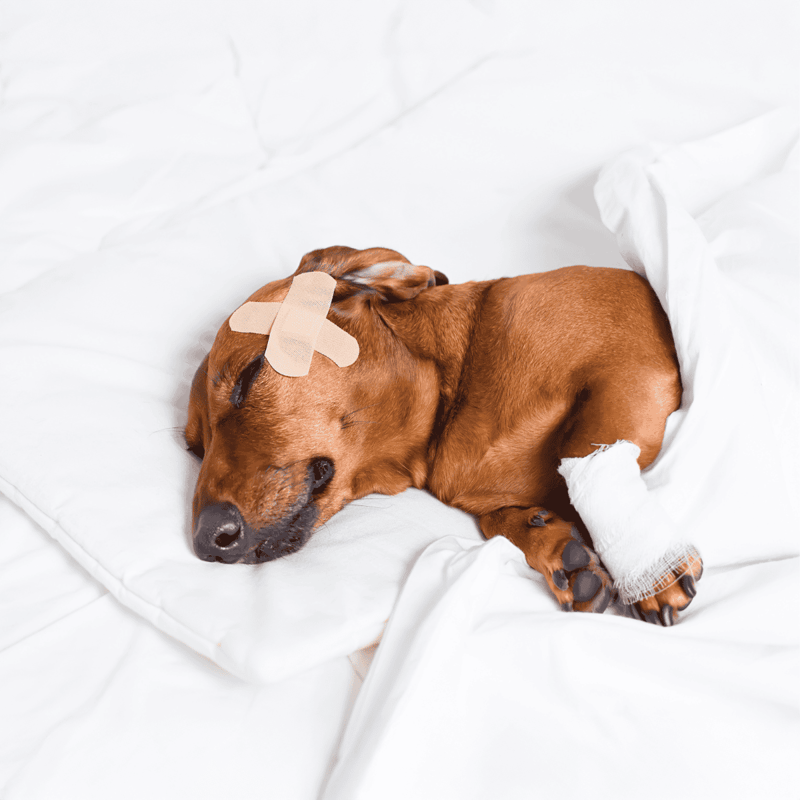 Dog sleeping with bandaged leg and Band-Aid on head.