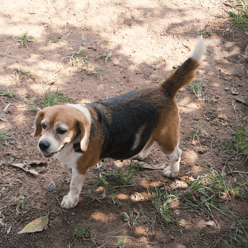 Adorable beagle dog walking outdoors on a dirt trail with green grass and shadows.