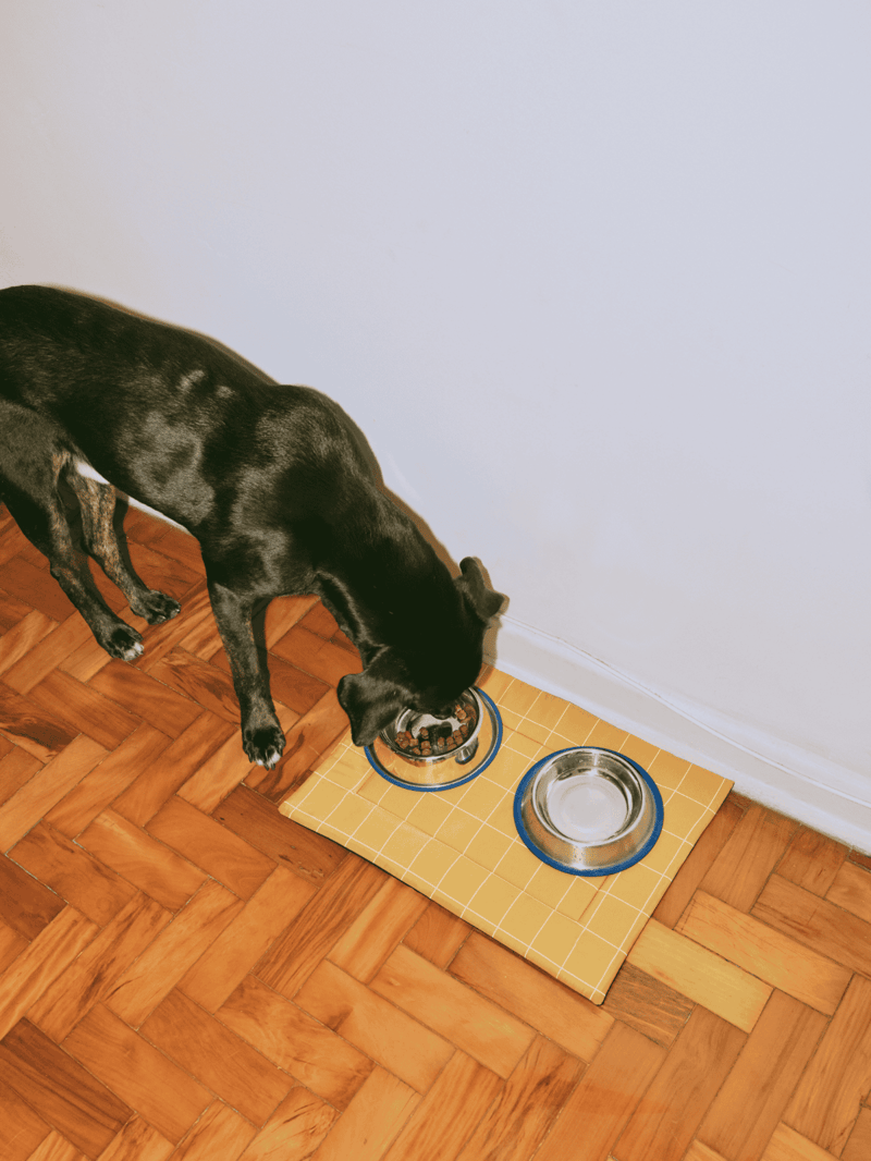 Healthy dog eating from food bowl on yellow mat.
