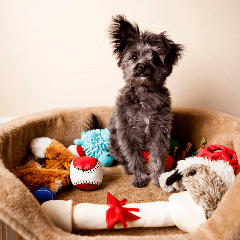 Adorable black and gray puppy sitting on dog bed filled with colorful toys, perfect for pet lovers and dog care.