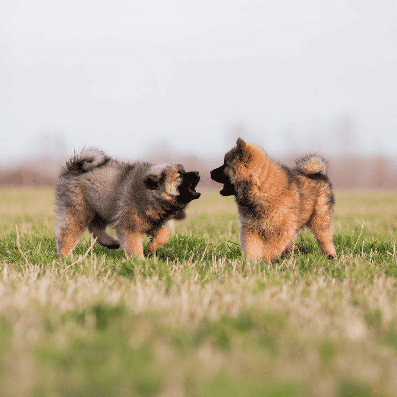 Adorable puppies engaging in playful fight outdoors, showcasing healthy, fluffy, and friendly dogs perfect for dog lovers.