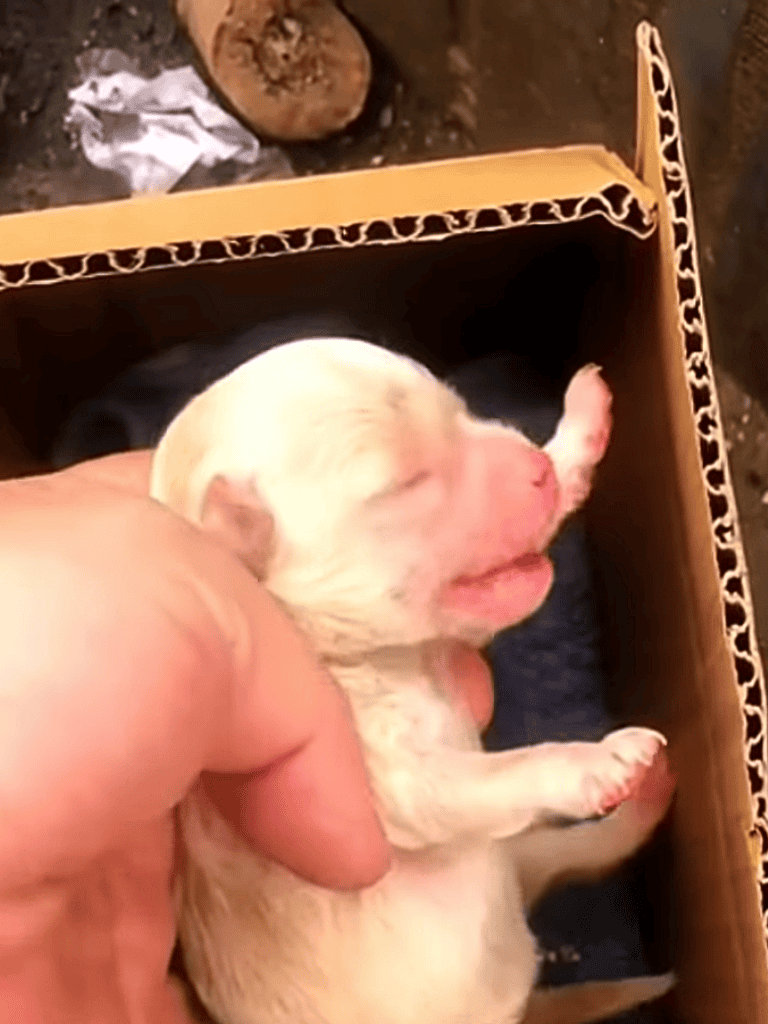 Small newborn puppy peacefully sleeping in a cardboard box, fresh from the breeder.