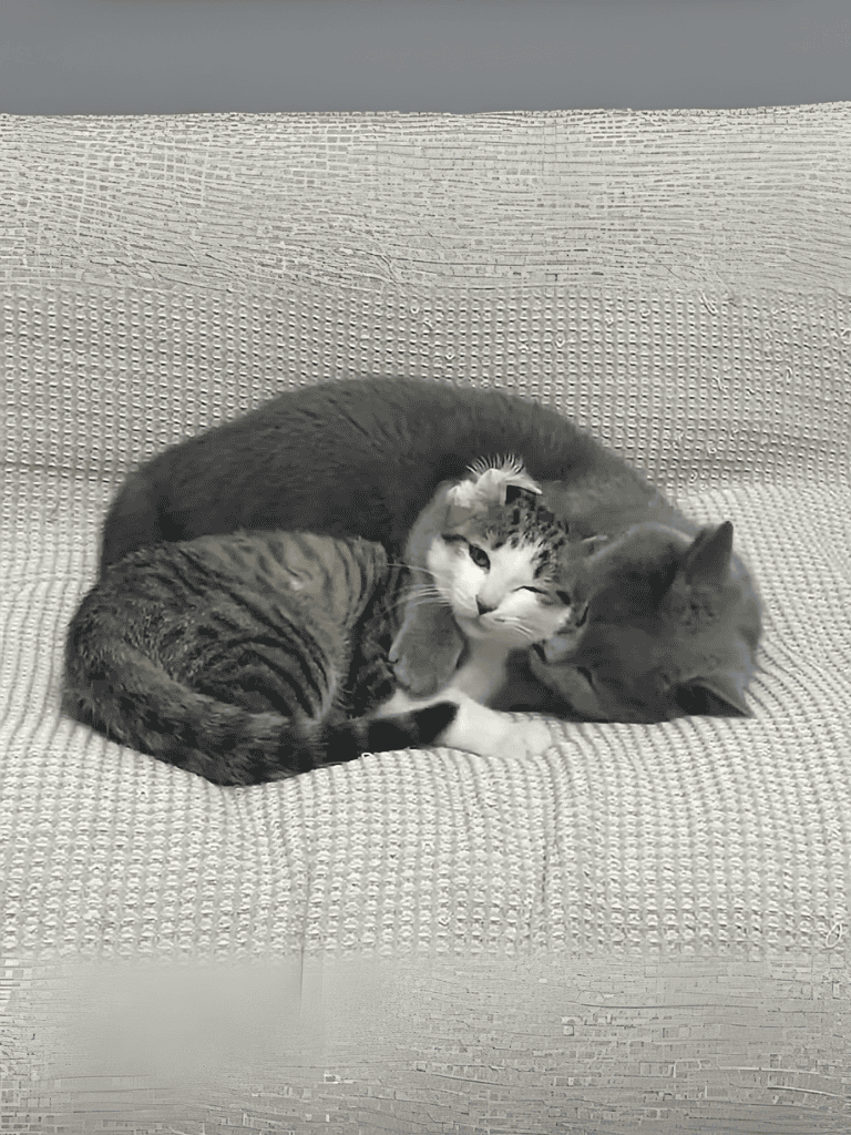 Three cats cuddling on a cozy sofa with textured fabric.
