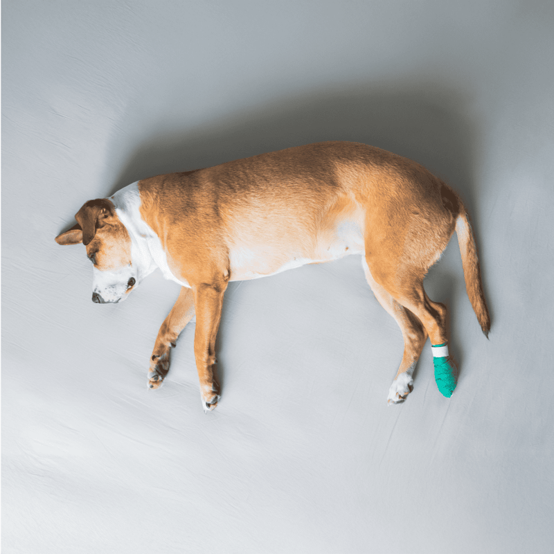 Healthy dog with leg injury.