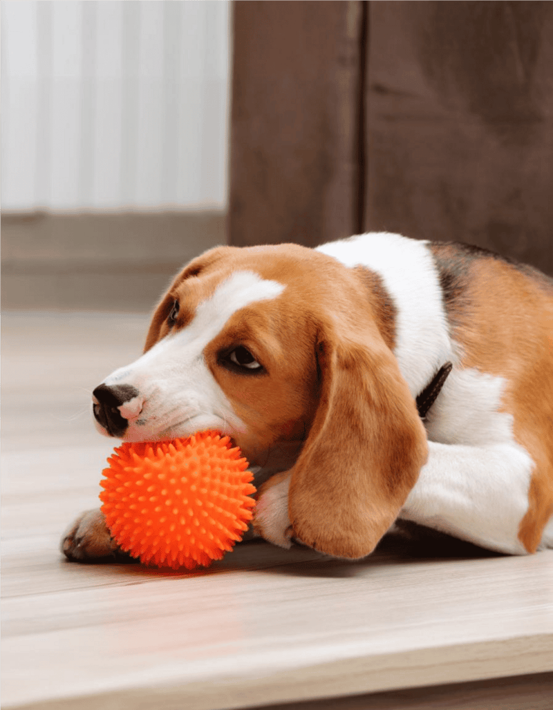 Cute beagle puppy chewing textured orange rubber ball.