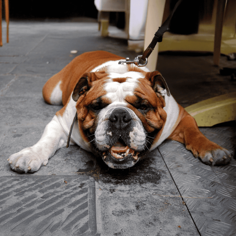 Dog lying down on garage floor, relaxed bulldog with a friendly expression.