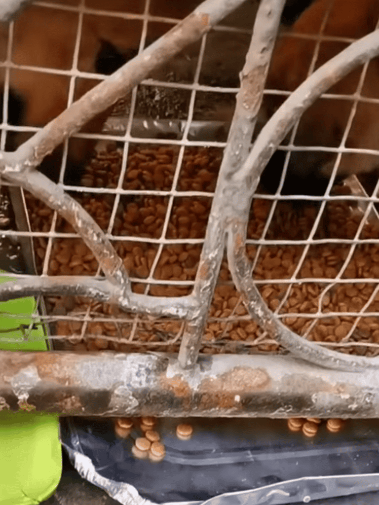 Rusty cage with scattered dog kibble inside, old ant-filled feeder for pets, outdoor pet feeding area.