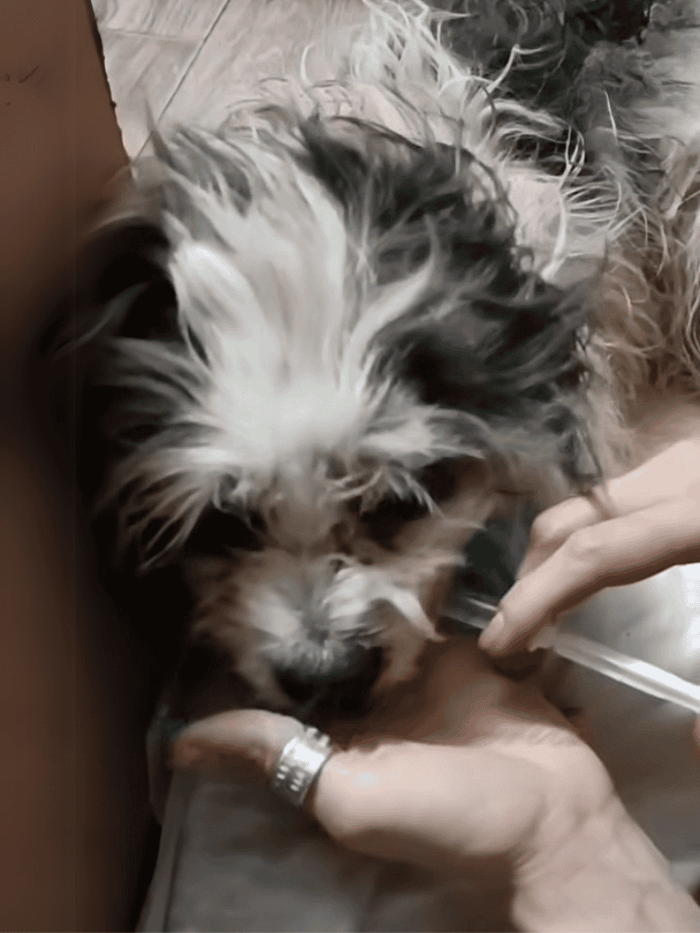Dog vaccination, veterinarian administering shot to small dog, animal health care.