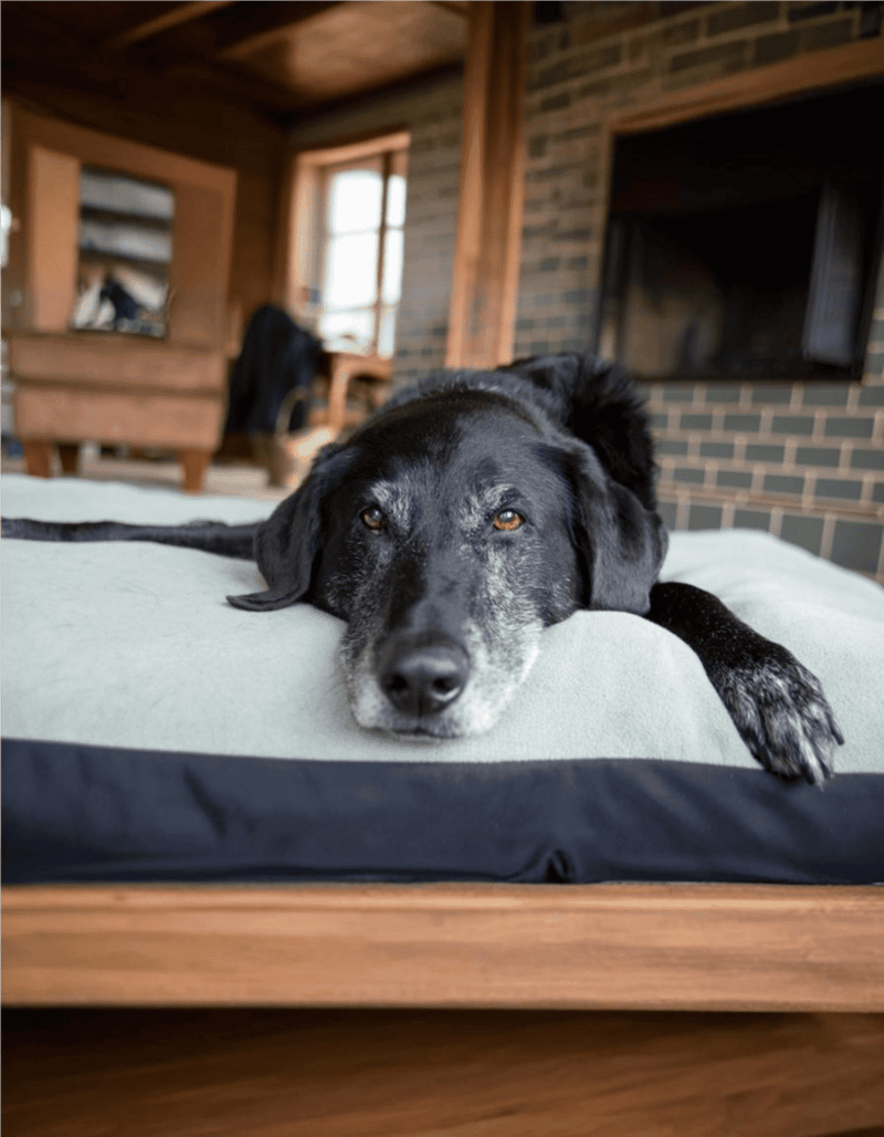 Comfortable dog bed with soft surface for pets' relaxation.