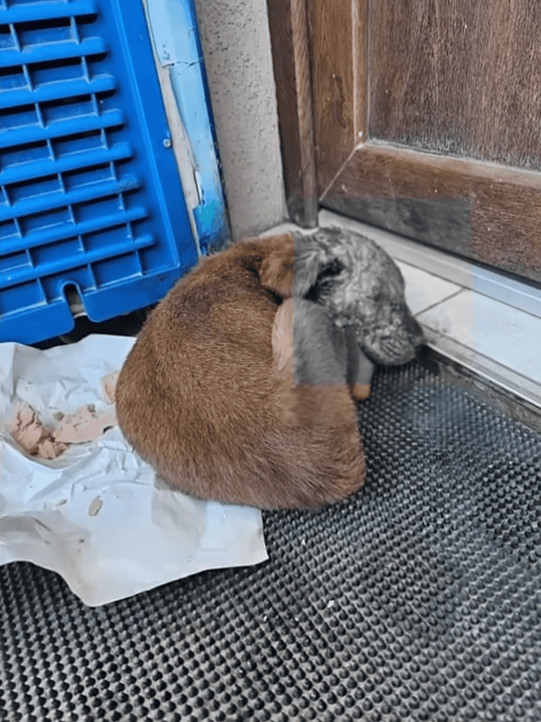 Adorable dog curled up sleeping beside a door, showing calmness and comfort.