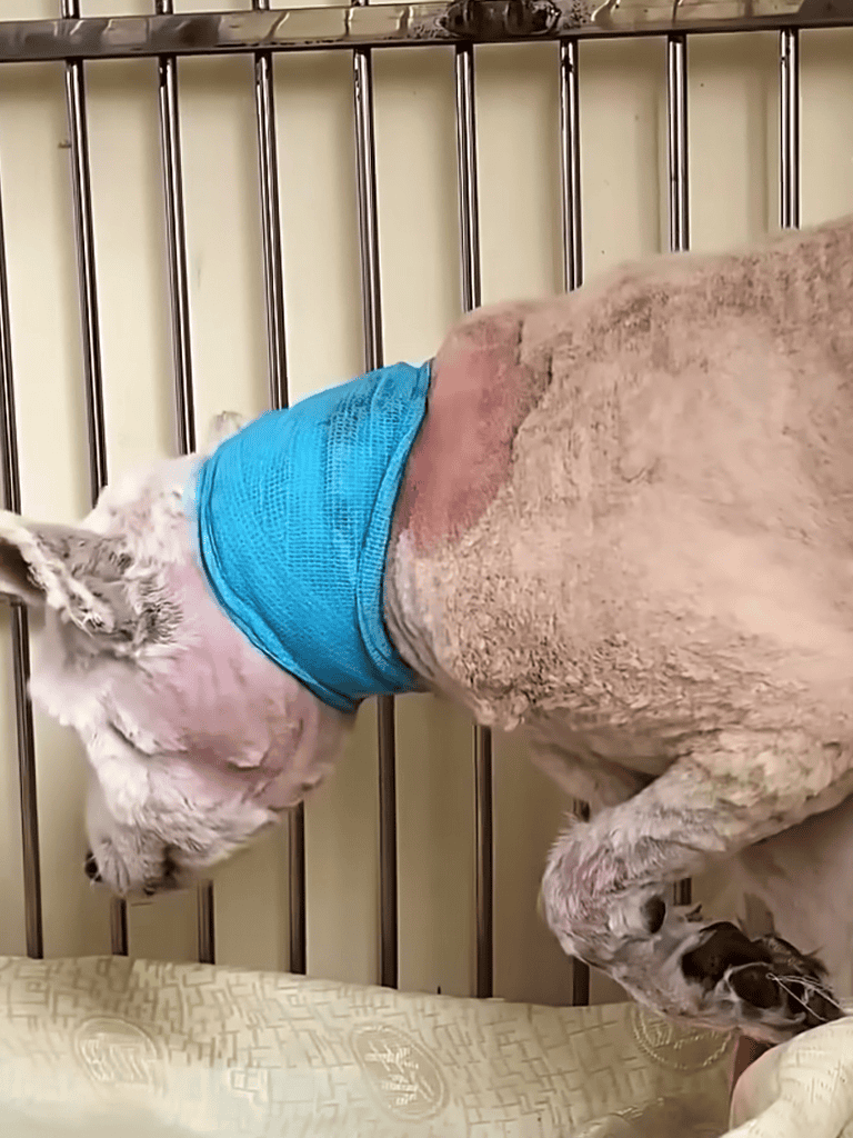 Clean dog grooming for dogs with health issues | DogFix.