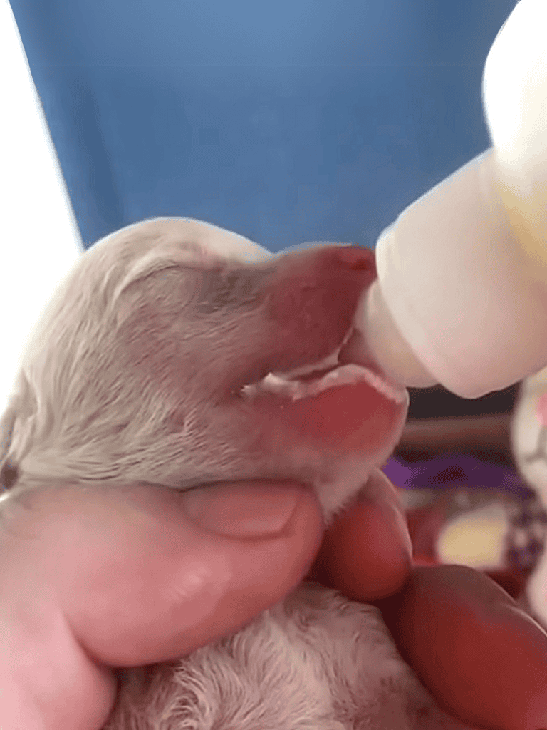 Close-up of a tiny newborn puppy being bottle-fed.