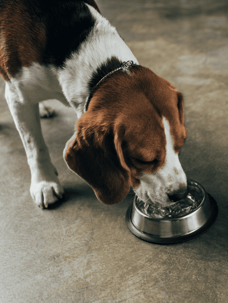High-quality dachshund eating from metal bowl on gray concrete floor.