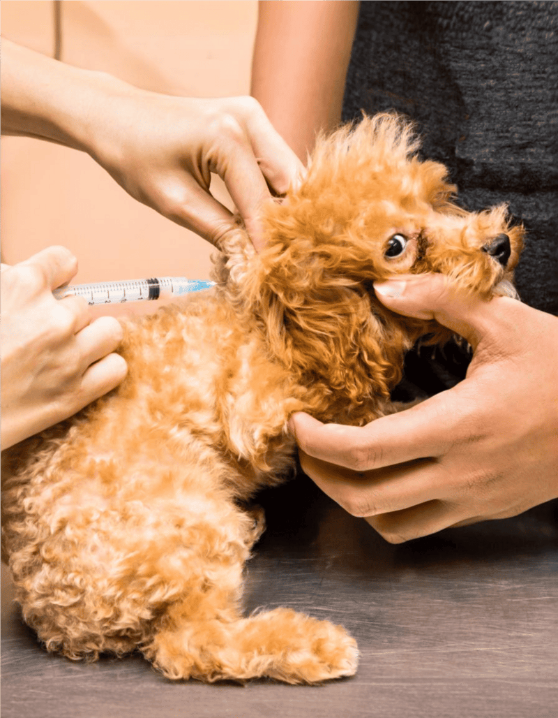 Dog vaccination, pet health care, puppy immunization.