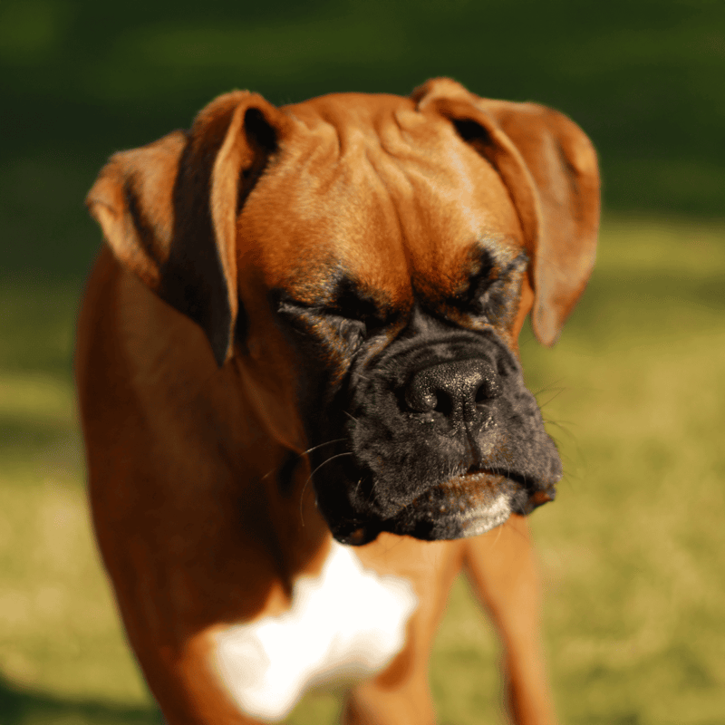 Close-up of a brown Boxer dog with a calm, soulful expression outdoors. Perfect for pet care and dog health content.