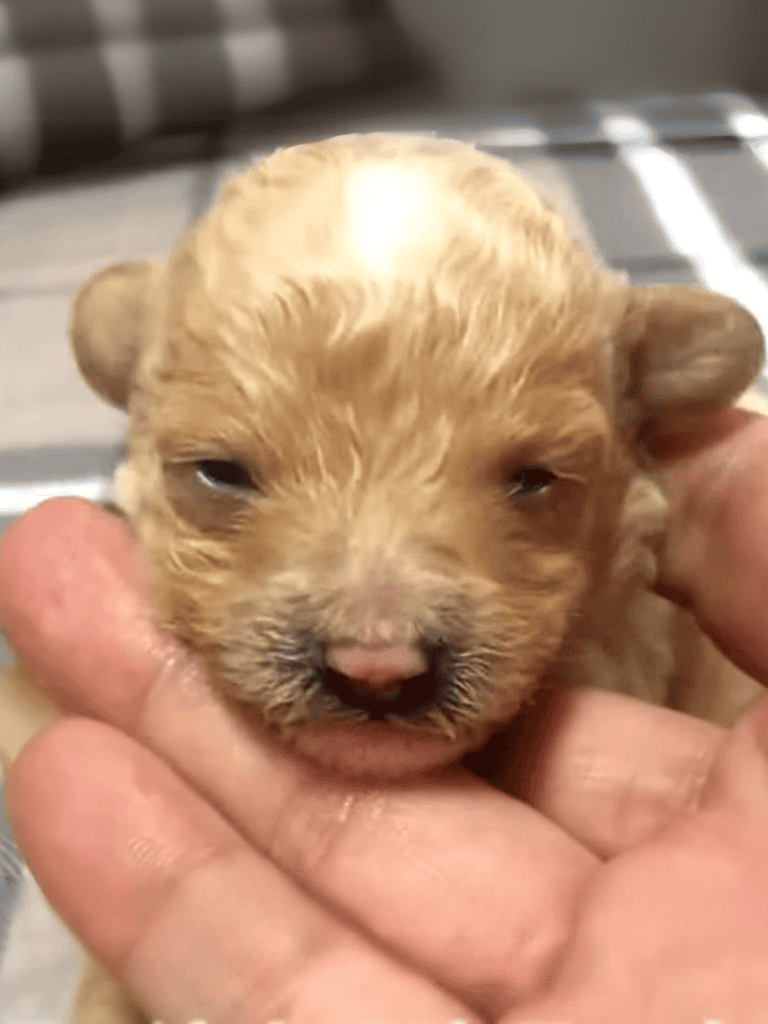 Miniature puppy being held in hand, with a soft, fluffy coat and sleepy eyes. Perfect for pet lovers and new dog owners.