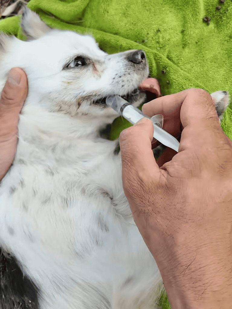 Dog receiving medical injection with veterinarian care.