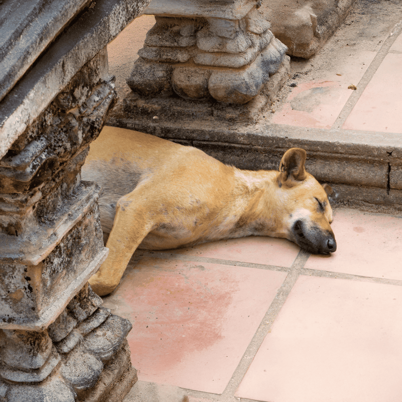 Dog sleeping peacefully on tiled floor next to ancient stone pillar, showcasing a serene resting moment.