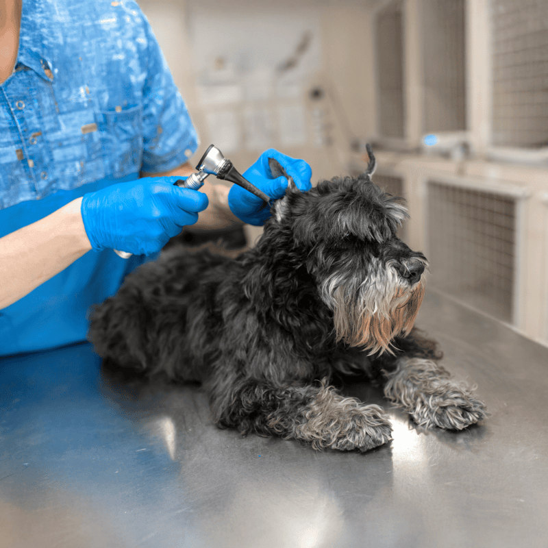 Dog grooming, grooming salon, pet grooming, professional dog groomer.