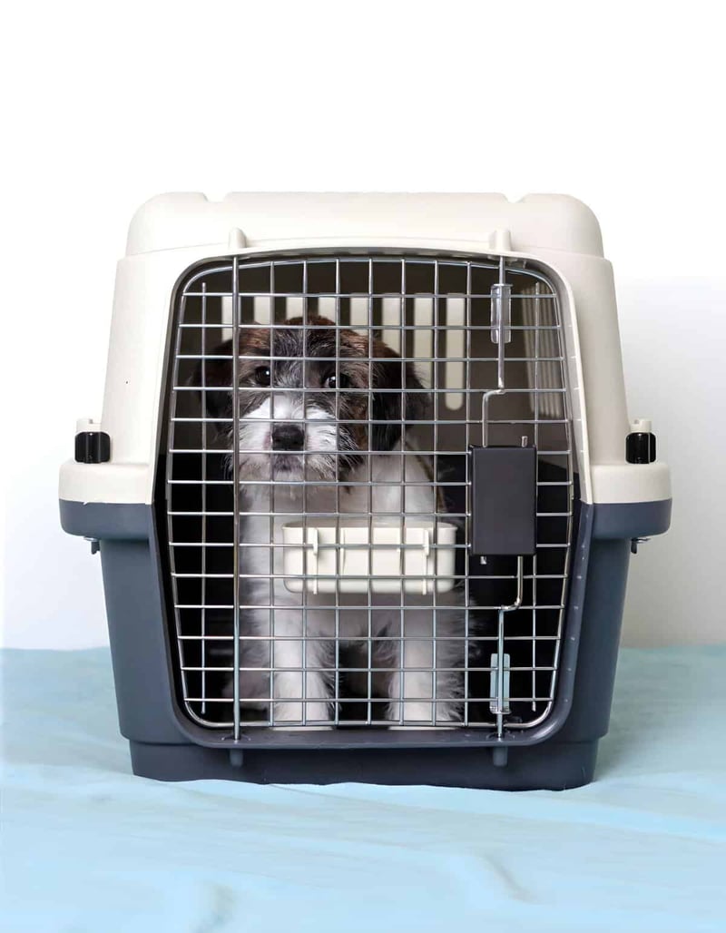 A small cat sits inside a pet carrier with a metal door, ready for travel or vet visit. Perfect for transporting small pets safely.