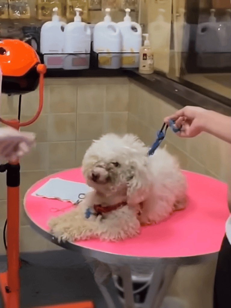 Dog being groomed at pet salon.