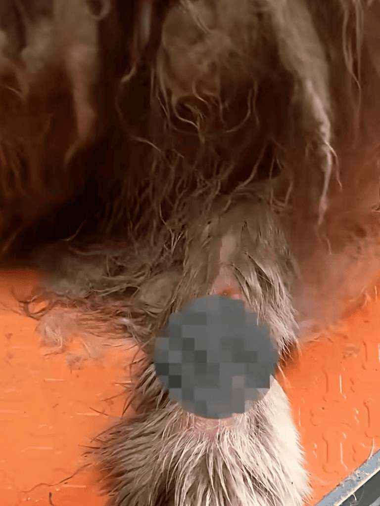 Dogfix.com dog grooming services.