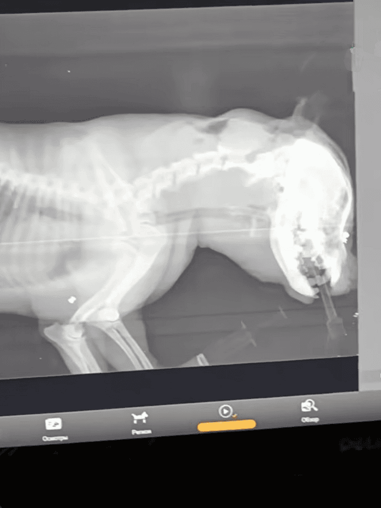 DogX-ray showing skeletal issues in a dog.