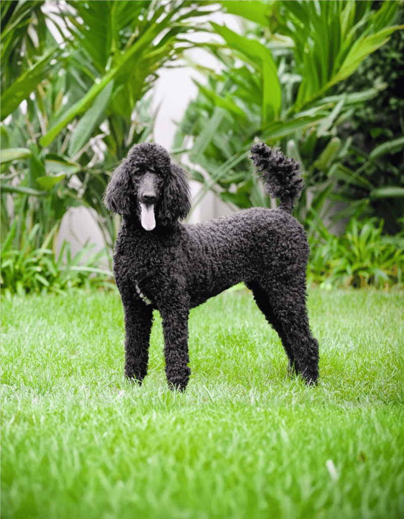 Poodle dog in outdoor garden setting, showcasing curly black fur and playful stance for pet care & grooming.