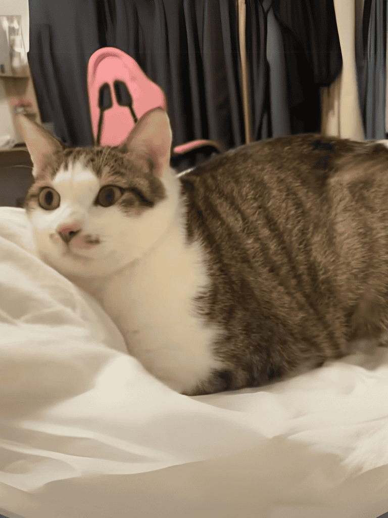 Adorable domestic cat lying on soft bed, cozy and relaxed at home.